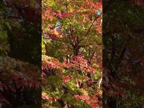 【癒し動画】熊本県菊池市原   兵戸公園  紅葉🍁   もみじ    #村下孝蔵  #shorts