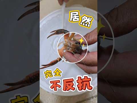 牠真的沒在怕是要洗一洗料理？😆