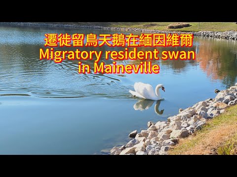 遷徙留鳥天鵝在緬因維爾Migratory resident swan in Maineville