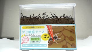 100円ショップのアリ観察ケースで巣作りさせてみた