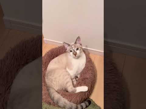 部屋に入ってくる瞬間がかわいすぎるだけの動画。 #cat