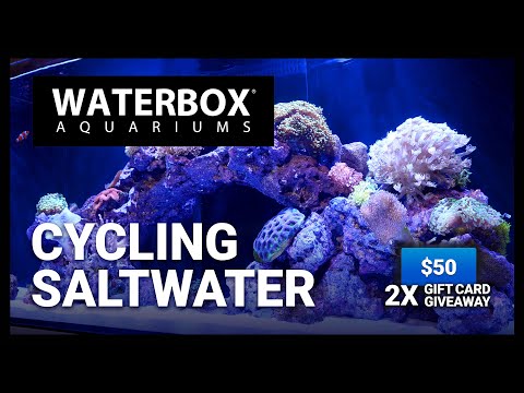 Cycling a Saltwater Aquarium - Episode 175