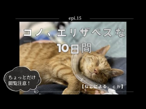 コノ、エリザベスな１０日間【ねこによる。ｃｈ】｜保護猫｜爪切り｜猫飼い初心者｜エリザベスカラー｜誤飲