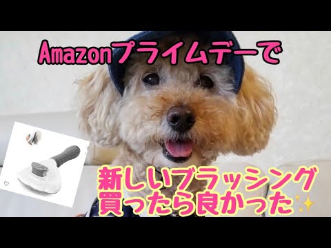 アマゾンプライムデーで買った犬ブラシがよかった💖