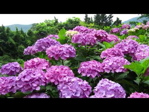 山のアジサイと鳥のさえずり