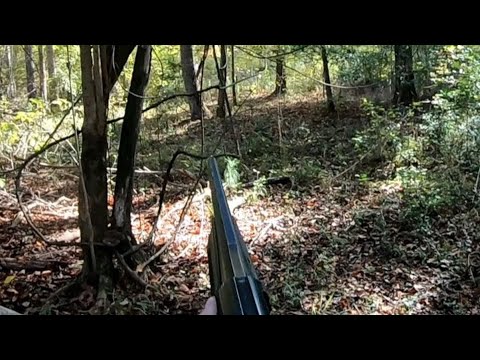 SC Deer Dog Drives 11/01/24: Seeing and Jumping Plenty of Deer!