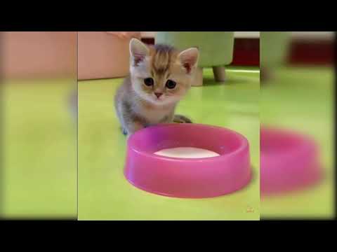 世界中のねこ達の可愛すぎるハプニング集〜Collection of too cute happenings of cats all over the world〜