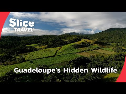 Guadeloupe: A Wildlife Journey Through Paradise | SLICE TRAVEL