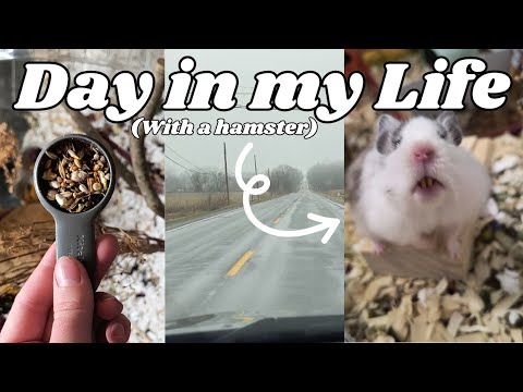 DAILY HAMSTER VLOG 🐹 | day in the life of a hamster owner