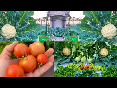 Harvesting Organic Winter Veggies From My Rooftop Garden/ Harvesting Organic Vegetables