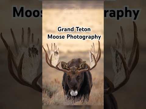 Photographing bull moose in Grand Teton. #animals #moose #nature #wildlife #wildlifephotography #yt