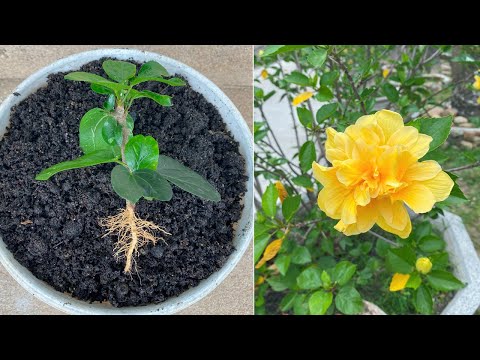 Unique combination of both antiseptic and root stimulation when propagating hibiscus flowers