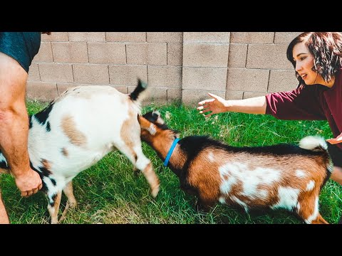 That's not how you BREED, buddy 😅 (miniature goat farm adventures)