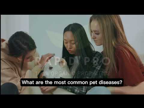 What are the most common pet diseases? Alam nyo ba kung anong sakit madalas nakukuha ng mga pets?