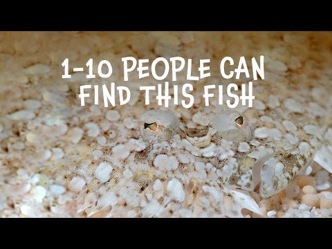 Peacock Flounder - Meet the Locals [Great Barrier Reef]