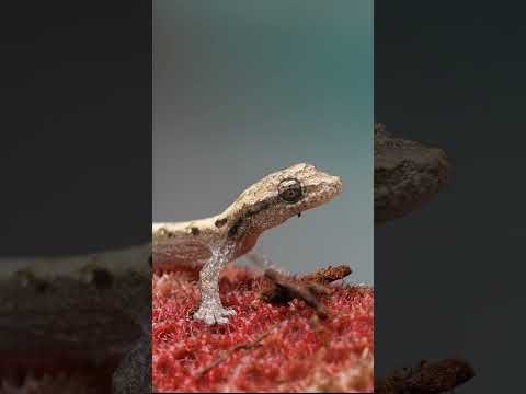 Baby gecko feast