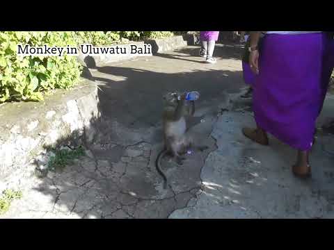 Monkey likes to drink pocari sweat - in Uluwatu - Bali