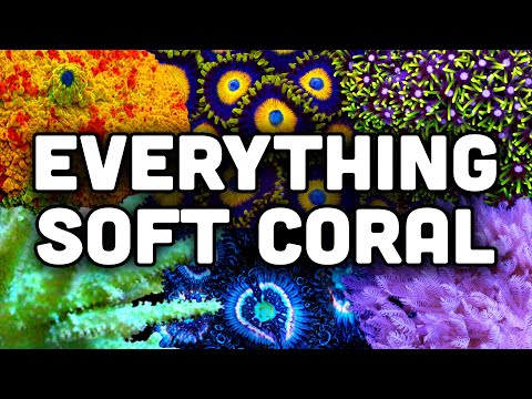 Soft Corals in Reef Tanks! Easy to Grow, Colorful, and Hardy!