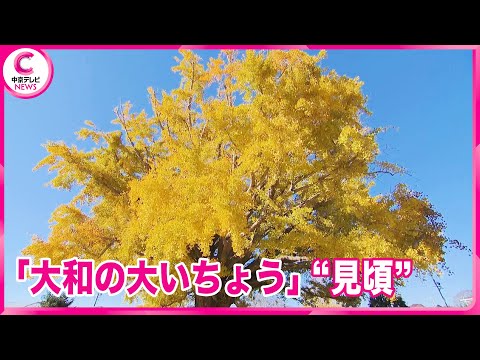 【樹齢101年】 愛知県豊川市の「大和の大いちょう」  鮮やかに色づき見頃を迎える