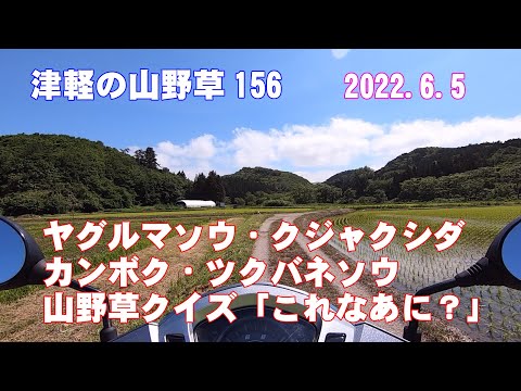 津軽の山野草156(ﾔｸﾞﾙﾏｿｳ・ｸｼﾞｬｸｼﾀﾞ・ｶﾝﾎﾞｸ・ﾂｸﾊﾞﾈｿｳ・山野草ｸｲｽﾞ)