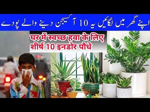 10+Air Purifying Indoor Plants/آ کسیجن دینے والے پودے/Indoor House plants