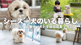 #4-④【ルーティン】もふもふ可愛いシーズー犬と家族の5日間（2023.4.26-4.30）/ Shih Tzu takes a walk everyday in April.