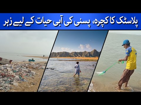 Plastic Pollution, Threat for Pasni's Marine Life | Gawadar | TaarMedia |  @TaarMedia