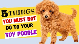 5 Things You Must NOT Do To Your Toy Poodle / All Toy Poodle Owners Must Watch!