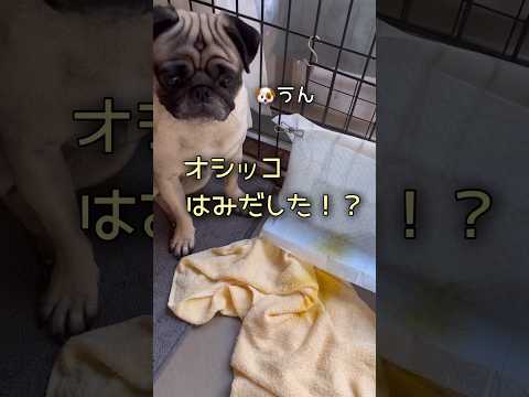 オシッコで汚れたおかげでお掃除できたぞっ🙋🏻‍♂️‼️ #パグ #pug #パグのいる家