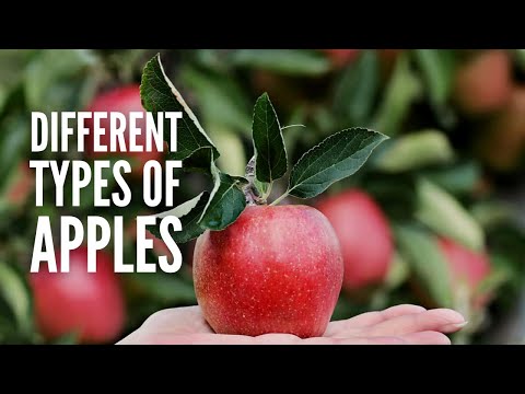 Types of Apples: 25 Different Apples You Should Know