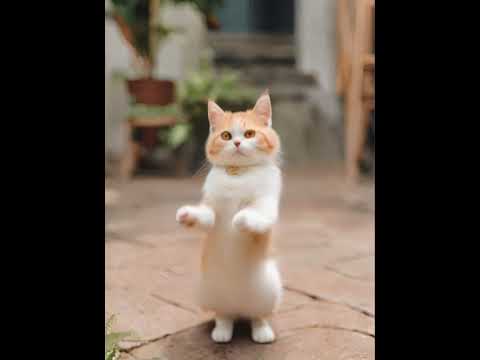 Crazy Cat Dancing ～😻貓咪跳奧運霹靂舞 #catdance #shorts #cats