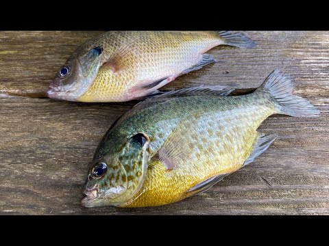 Ultralight Fishing For panfish | How To Catch, Clean and cook Panfish