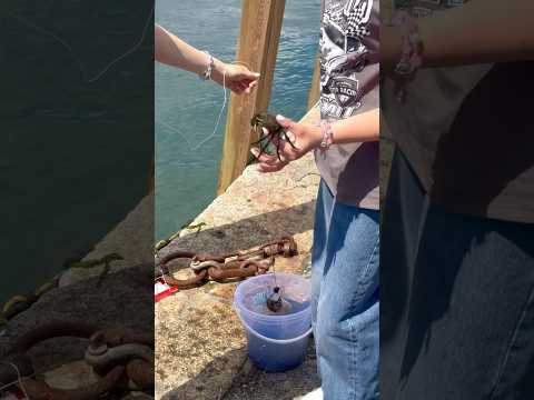 Looe - England | Crabs