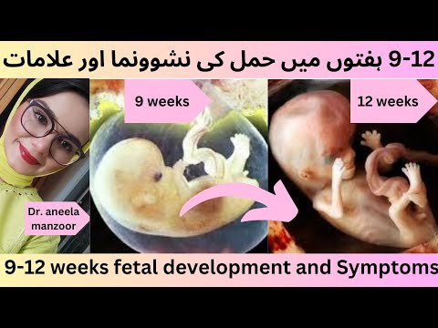 छोटे धक्कों से लेकर नई अनुभूति तक|9-12 week Fetal Growth & Symptom|pregnancy week by week Urdu|Hindi