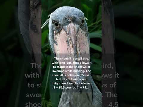 Wow! 🐔 look at this bird! Shoebill Stork #facts #birds #shorts #nature #shoebill #shoebillstork