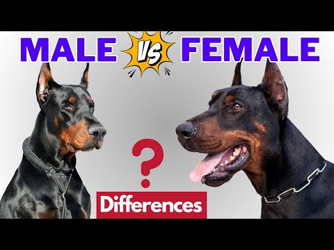 Male Vs Female Doberman: 7 Differences Between Them