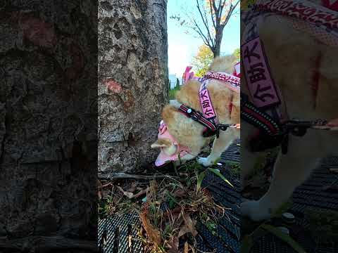 豊島園跡地【介助犬と桃にゃん】 #柴犬介助犬 #介助犬るな #介助犬と桃にゃん #介助犬 #shiba #dog #cutedog