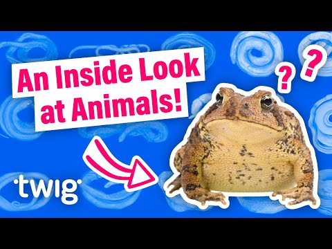 You've NEVER Seen Animals Like This Before! | Twig Science Reporter