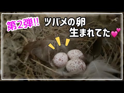 【vlog】また今日からツバメ見守り隊がんばるますww