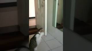 猫 vs. 鏡に映った猫 #Shorts