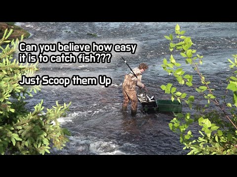 Can you believe how easy it is to catch fish???Just Scoop them Up