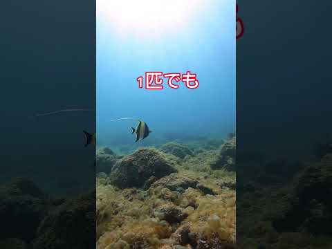 熱帯魚って映えるよね‼️ #おすすめ #ダイビング #海 #魚 #自然 #shorts