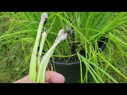 growing green onions in a flower pot