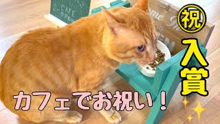 推し猫グランプリ入賞のお祝い🎊元野良猫まるとら&ぽこまる初めてのカフェ☕️なつくんの乳酸菌