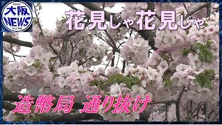 【桜中継でお花見】造幣局の通り抜け・大川はほぼ満開！船でゆ～らゆら