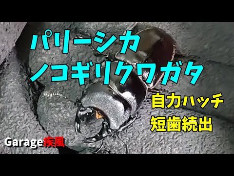 パリーシカノコギリクワガタ　羽化　自力ハッチで短歯ばっかり・・・　マット飼育　#クワガタ