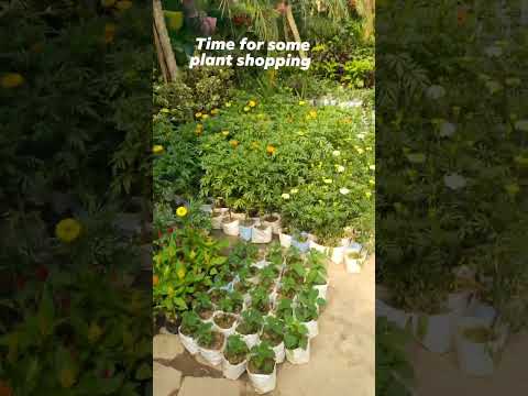 Visit to nursery#nature #trending #trendingshorts#youtubeshorts #lifeinastride #chotichotikhushiyan