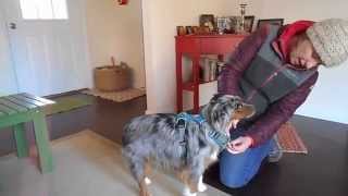 Ruffwear Front Rage Harness Review for Miniature Australian Shepherd