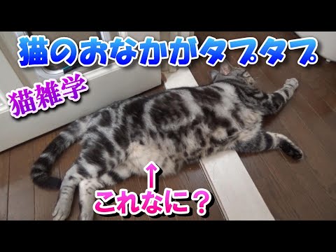 猫のおなかがたぷたぷ！デブなの？猫雑学ルーズスキン（アメリカンショートヘア）