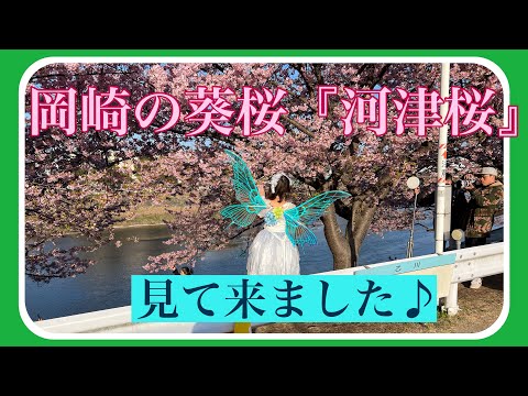 【岡崎市葵桜】早咲きの河津桜を見て来ました♪妖精がいました。‼️